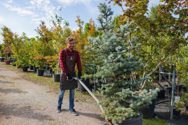 Best Dead Tree Removal  in Chandler, TX